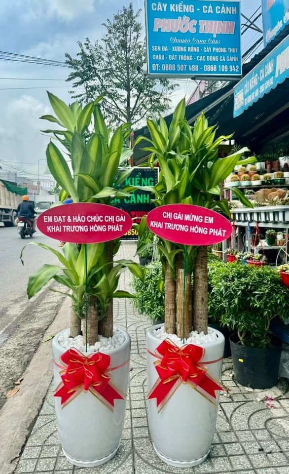 THIẾT MỘC LAN 5 GỐC CHẬU SỨ 250