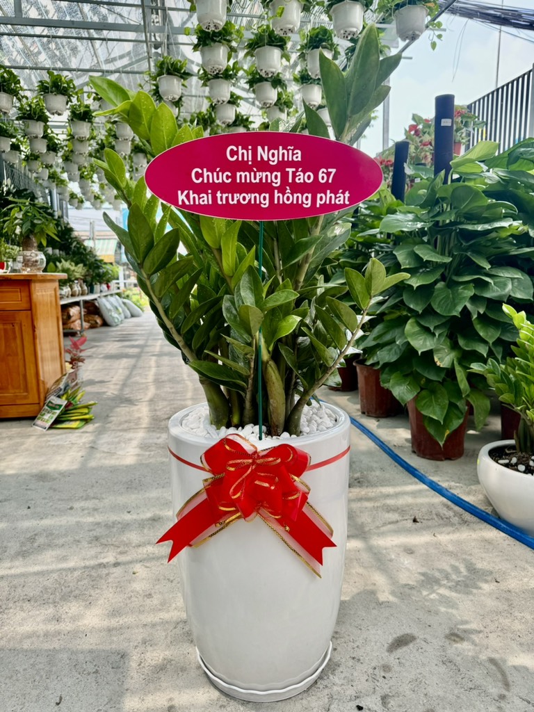 KIM TIỀN CHẬU SỨ 250