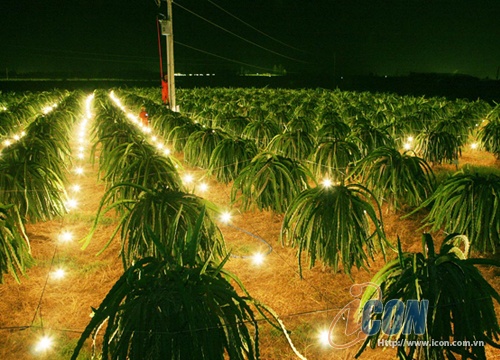KỸ THUẬT RẢI VỤ THANH LONG BẰNG CHIẾU SÁNG ĐÈN LED