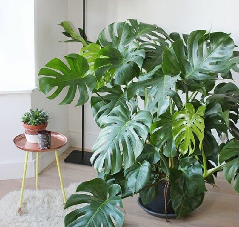 Cây trầu bà lục lăng