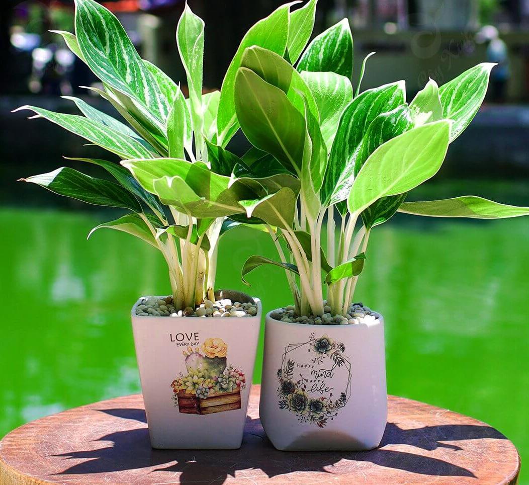 Cây phát lộc