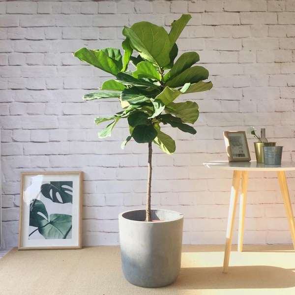 Cây sung tỳ bà/bàng Singapore (Fiddle leaf fig)