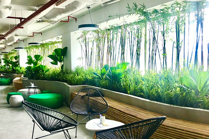 Ý nghĩa của cây cảnh nội thất