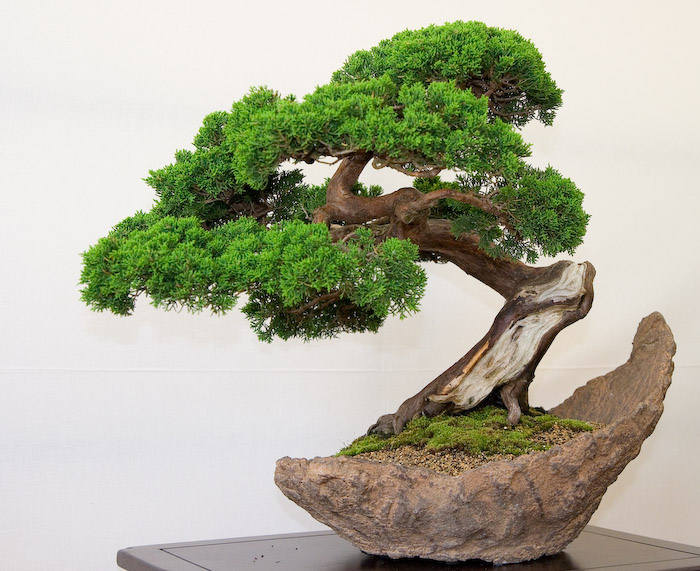Cây si cảnh