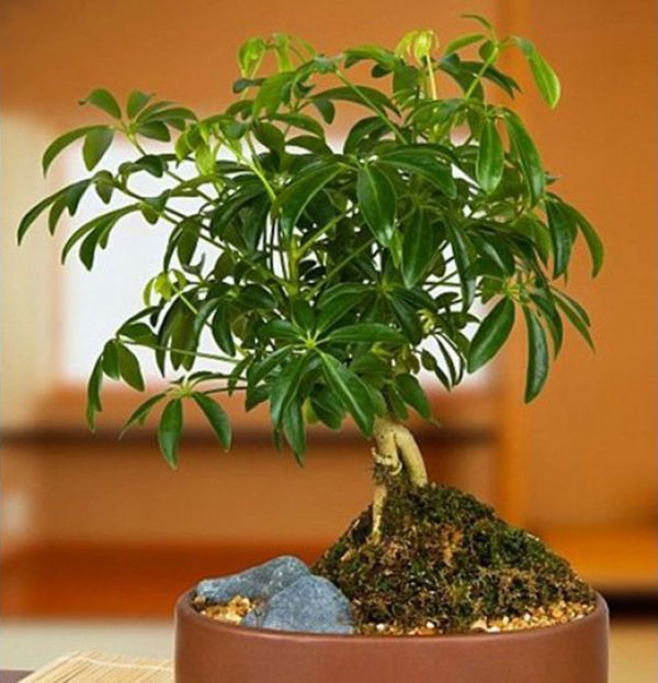 Cây ngũ gia bì cảnh
