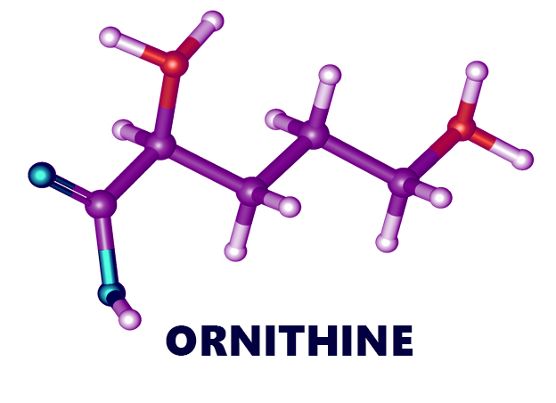 BÍ MẬT CỦA L-ORNITHINE ĐƯỢC CÁC CHUYÊN GIA BẬT MÍ