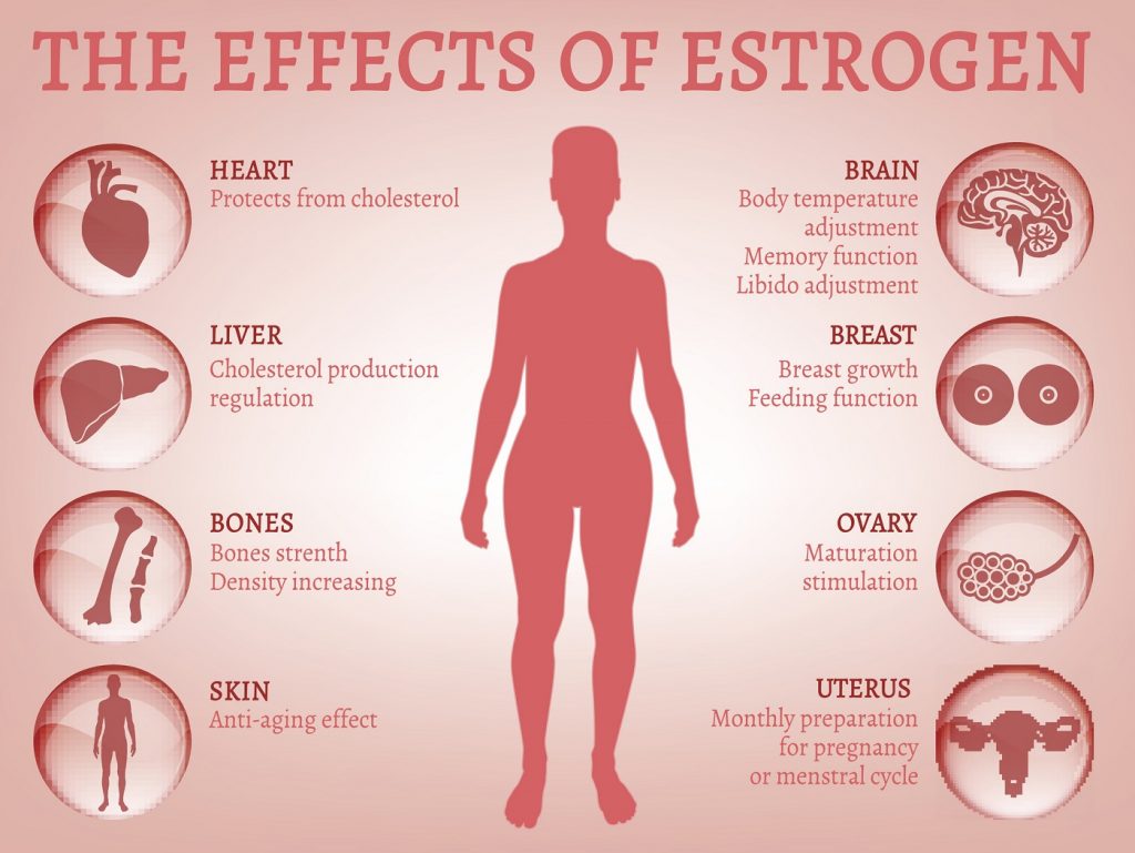 ESTROGEN là gì ? Tác Dụng như thế nào đối với phụ nữ ?