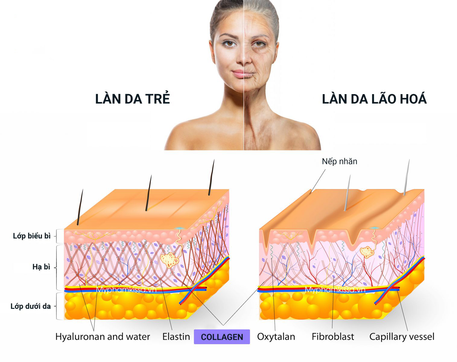 Collagen đóng vai trò chống lão hoá da quan trọng không thể thay thế