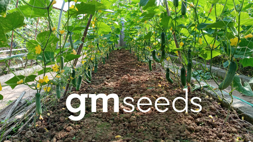 Ruộng Dưa chuột F1 GM-222 của công ty CP Giống Mới