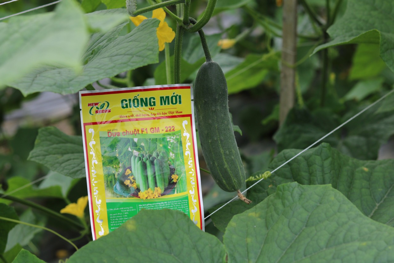 TĂNG NĂNG SUẤT DƯA LEO THÊM 133%