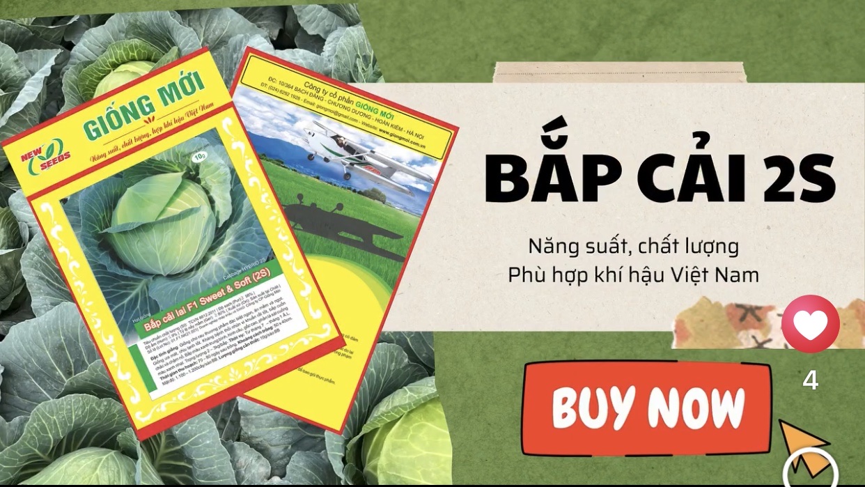 𝐁𝐚̆́𝐩 𝐂𝐚̉𝐢 𝟐𝐒: 𝐇𝐚̣𝐭 𝐠𝐢𝐨̂́𝐧𝐠 𝐍𝐡𝐚̣̂𝐭 𝐁𝐚̉𝐧, 𝐊𝐡𝐚́𝐧𝐠 𝐁𝐞̣̂𝐧𝐡 𝐕𝐮̛𝐨̛̣𝐭 𝐭𝐫𝐨̣̂𝐢, 𝐂𝐚̉ 𝐍𝐮̛𝐨̛́𝐜 𝐓𝐢𝐧 𝐃𝐮̀𝐧𝐠.