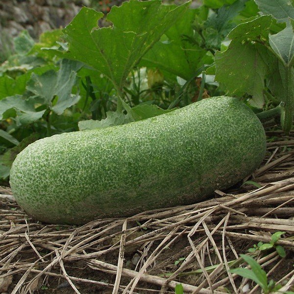 Bí đao