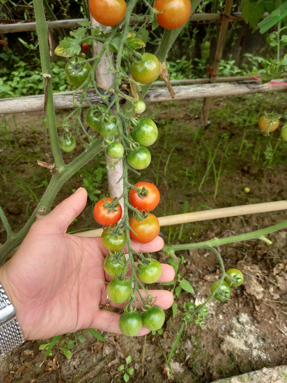 Cà chua Cherry F1 Cyto