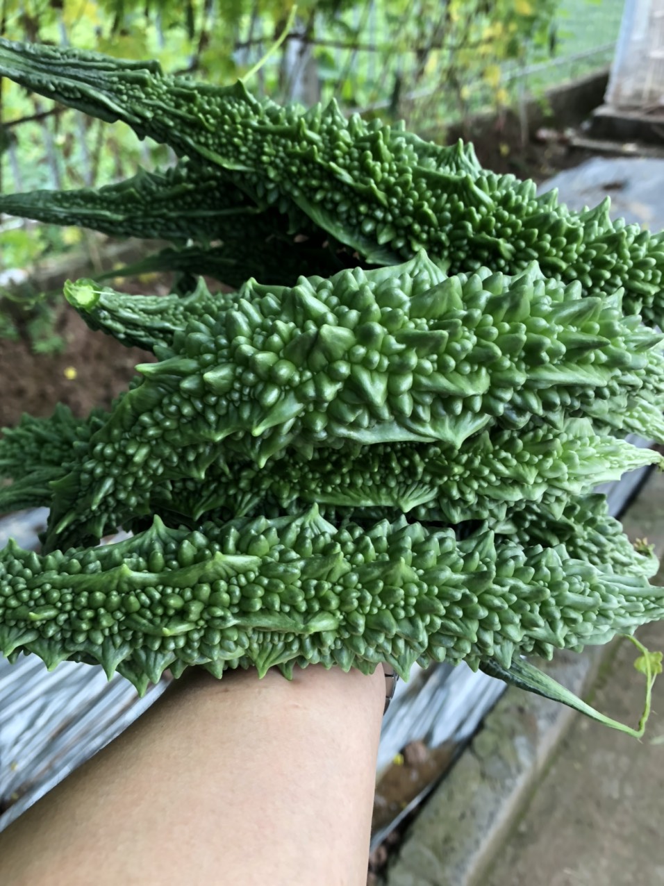 Khổ qua F1 Sóc nâu