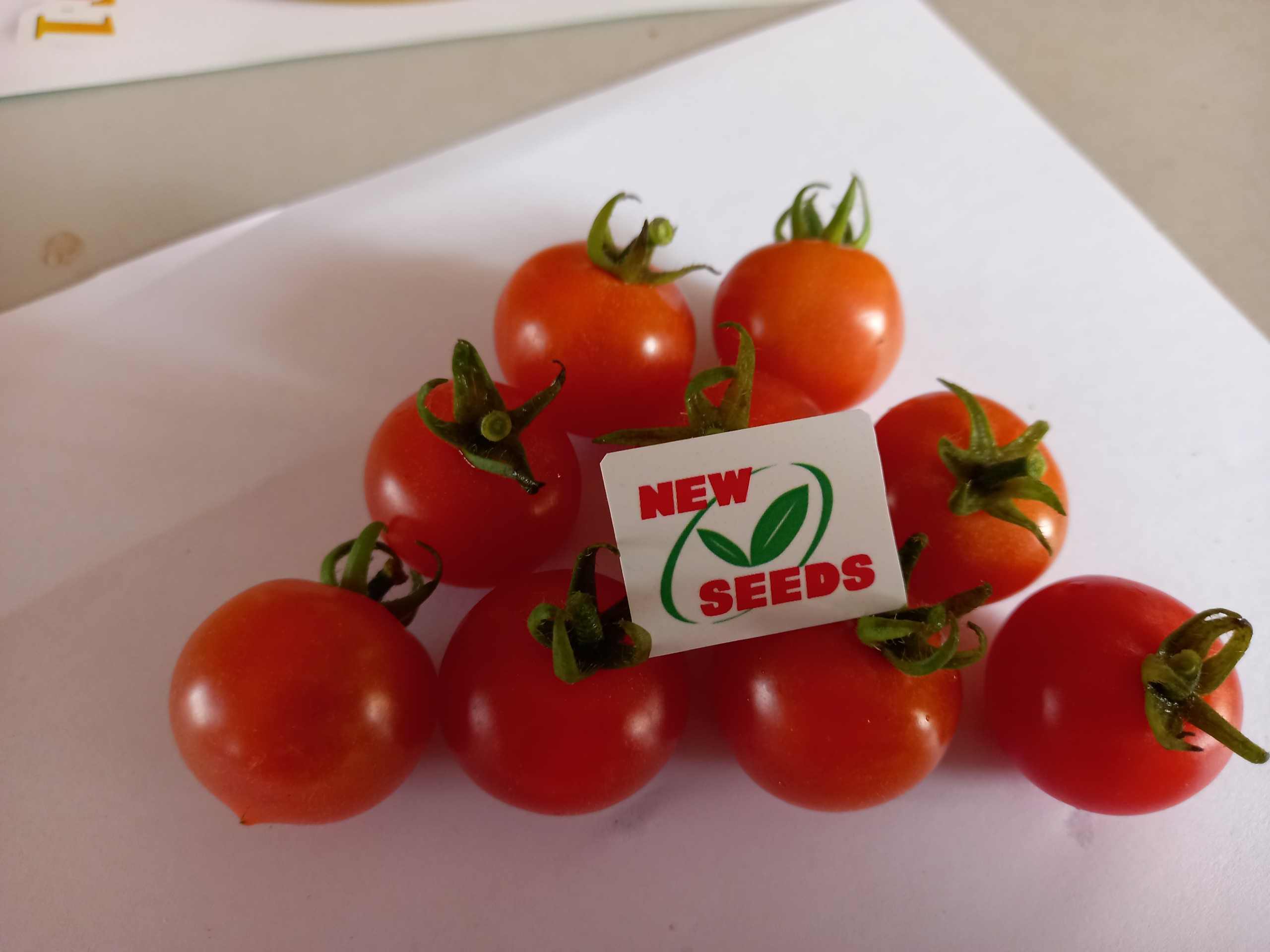 Cà chua Cherry F1 Cyto