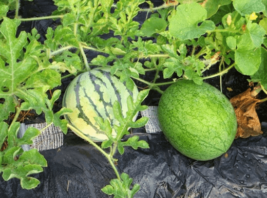 Công ty cổ phần giống mới