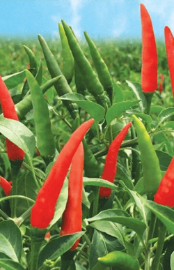 Công ty cổ phần giống mới