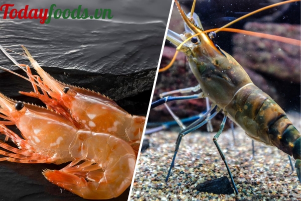 So Sánh Tôm Amaebi Và Các Loại Tôm Khác