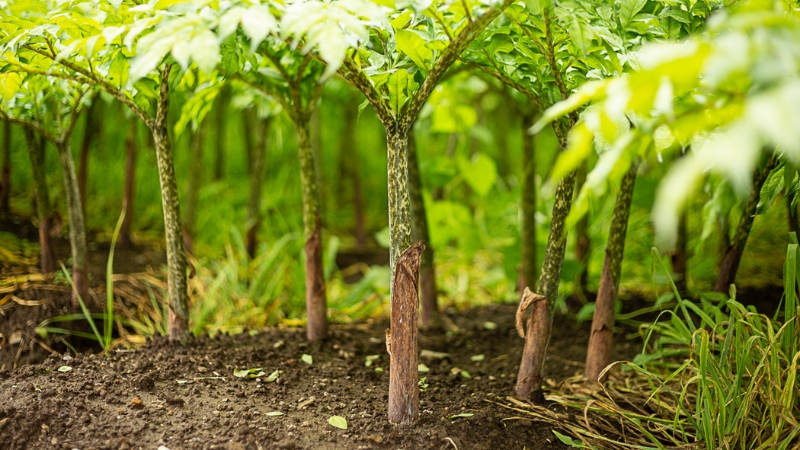 Amorphophallus