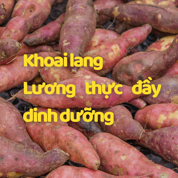 Khoai lang - dinh dưỡng cho đường ruột