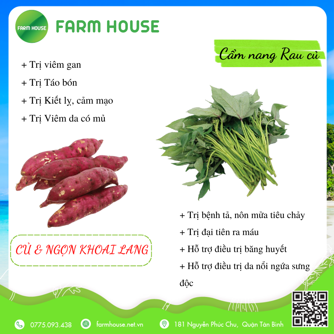 [Cẩm nang Rau củ chữa bệnh] KHOAI LANG – Củ khoai lang và Ngọn khoai lang