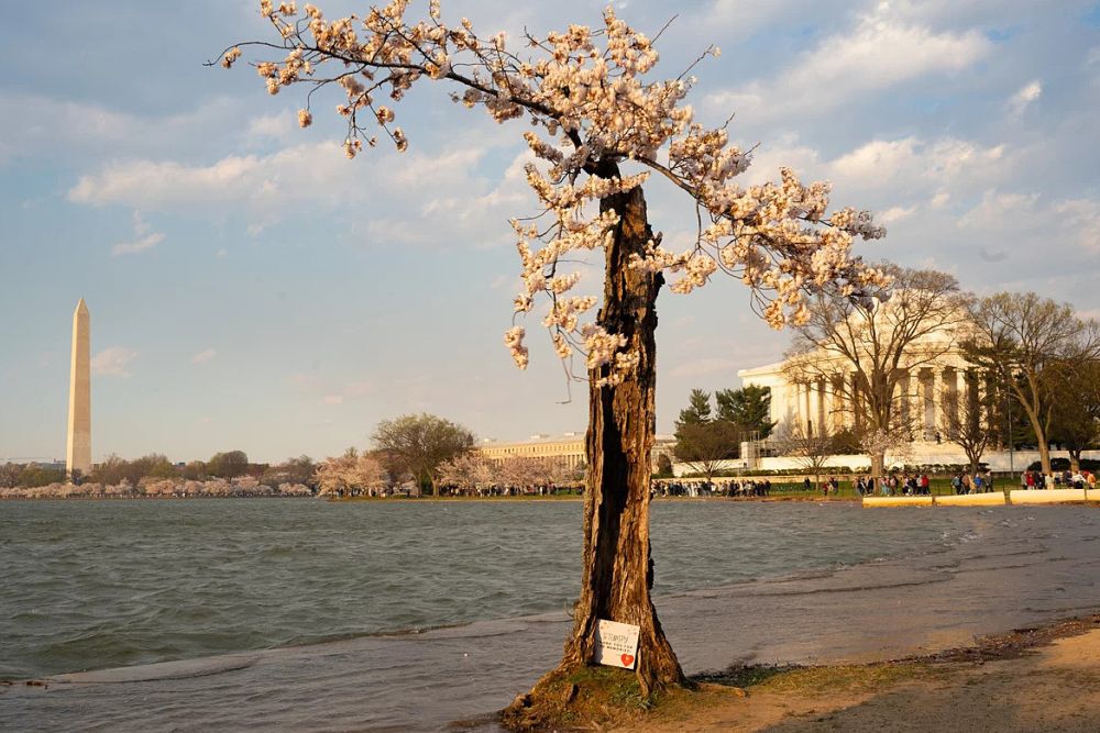 Những cây anh đào ra hoa lần cuối ở thủ đô nước Mỹ