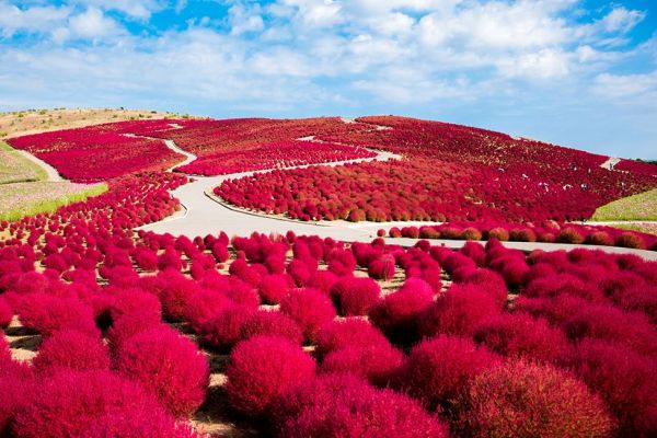 Lịch ngắm lá đỏ mùa thu Nhật Bản 2022