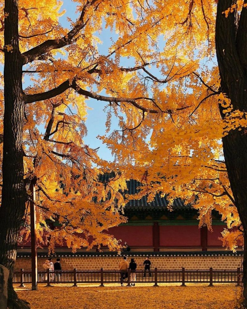 5 điểm ngắm lá vàng mùa thu gần trung tâm Seoul 6