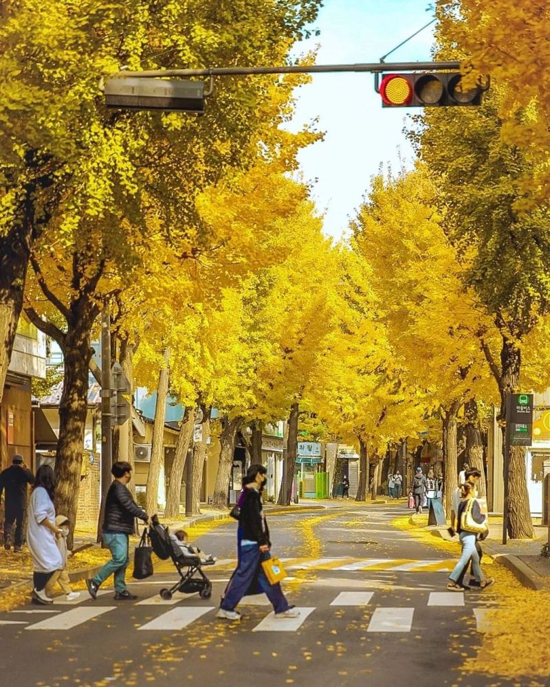5 điểm ngắm lá vàng mùa thu gần trung tâm Seoul 8