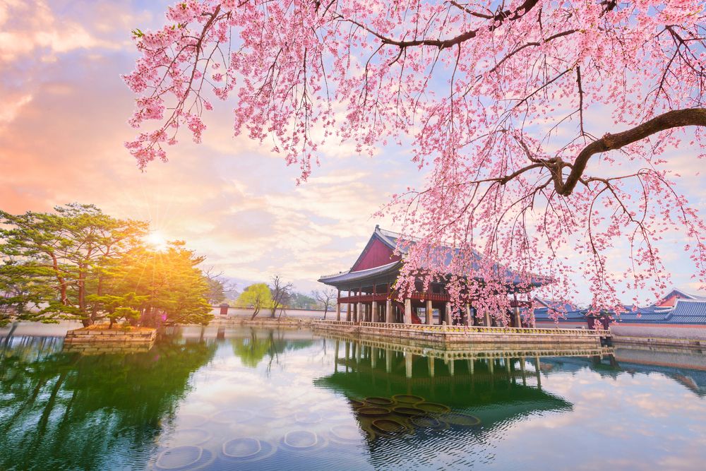 Cập nhật dự báo mùa hoa đào nở ở Hàn Quốc năm 2024 - Ảnh 3