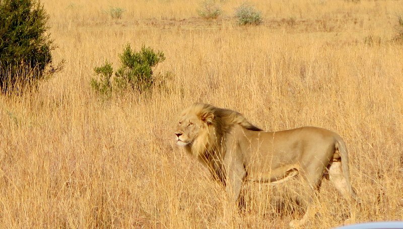 Chiêm ngưỡng Big Five ở vườn quốc gia Nam Phi - Pilanesberg Safari ảnh 10