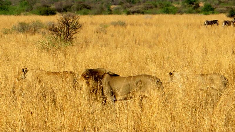 Chiêm ngưỡng Big Five ở vườn quốc gia Nam Phi - Pilanesberg Safari ảnh 11