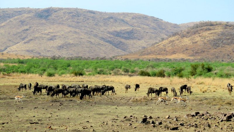 Chiêm ngưỡng Big Five ở vườn quốc gia Nam Phi - Pilanesberg Safari ảnh 13