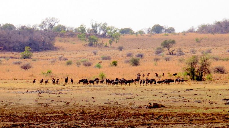 Chiêm ngưỡng Big Five ở vườn quốc gia Nam Phi - Pilanesberg Safari ảnh 16