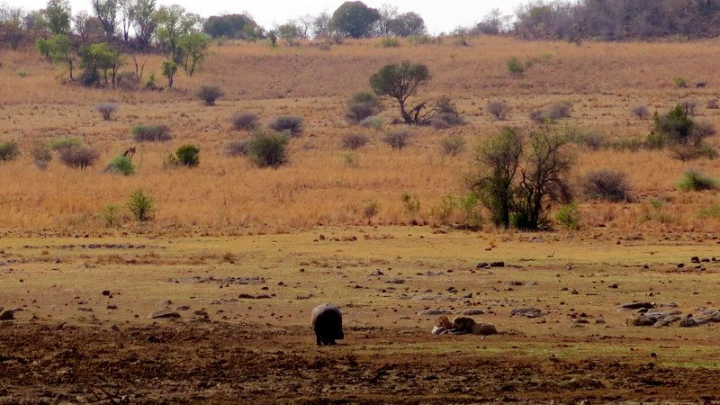 Chiêm ngưỡng Big Five ở vườn quốc gia Nam Phi - Pilanesberg Safari ảnh 17