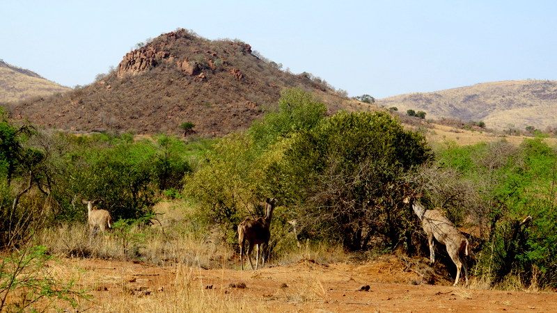 Chiêm ngưỡng Big Five ở vườn quốc gia Nam Phi - Pilanesberg Safari ảnh 19