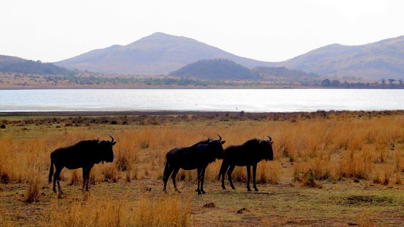 Chiêm ngưỡng Big Five ở vườn quốc gia Nam Phi - Pilanesberg Safari ảnh 4