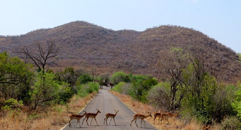 Chiêm ngưỡng Big Five ở vườn quốc gia Nam Phi - Pilanesberg Safari ảnh 8