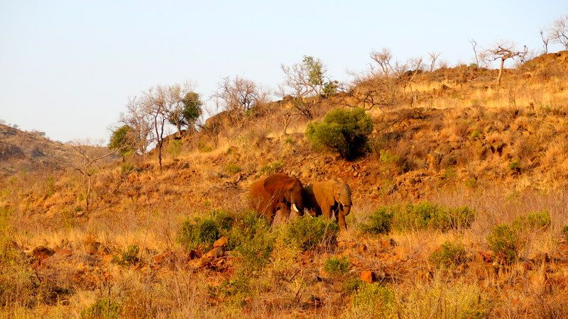 Chiêm ngưỡng Big Five ở vườn quốc gia Nam Phi - Pilanesberg Safari ảnh 9