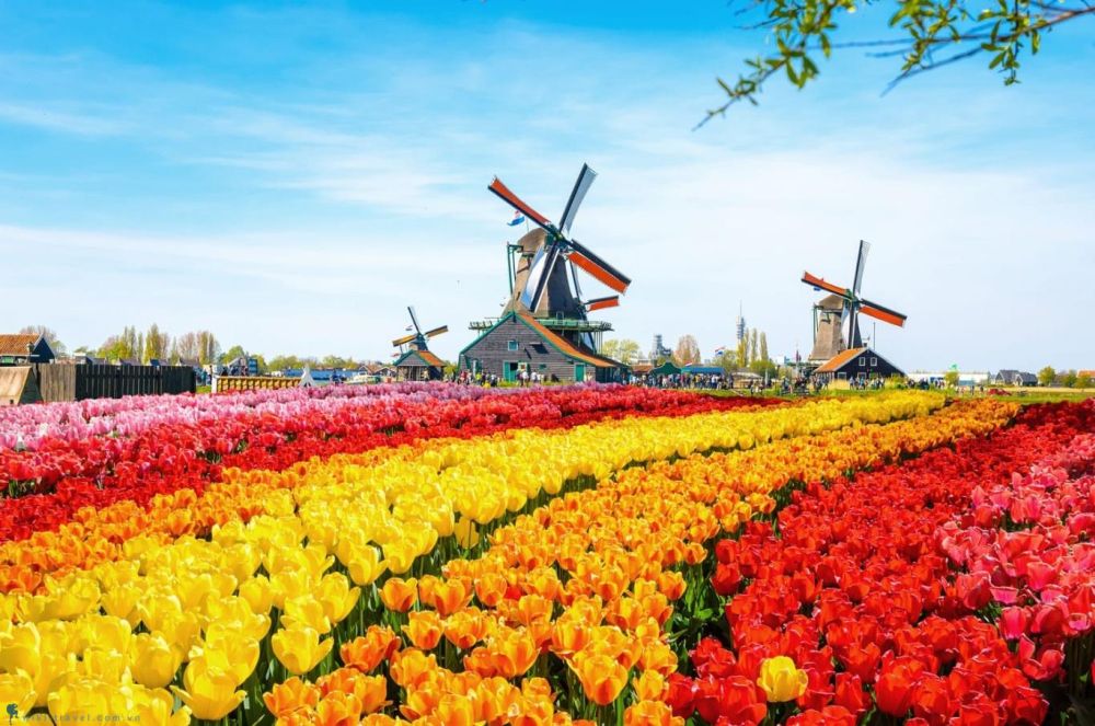 Chiêm ngưỡng vẻ đẹp hoa tulip ở Hà Lan 1