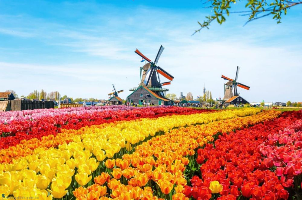 Chiêm ngưỡng vẻ đẹp hoa tulip ở Hà Lan 1