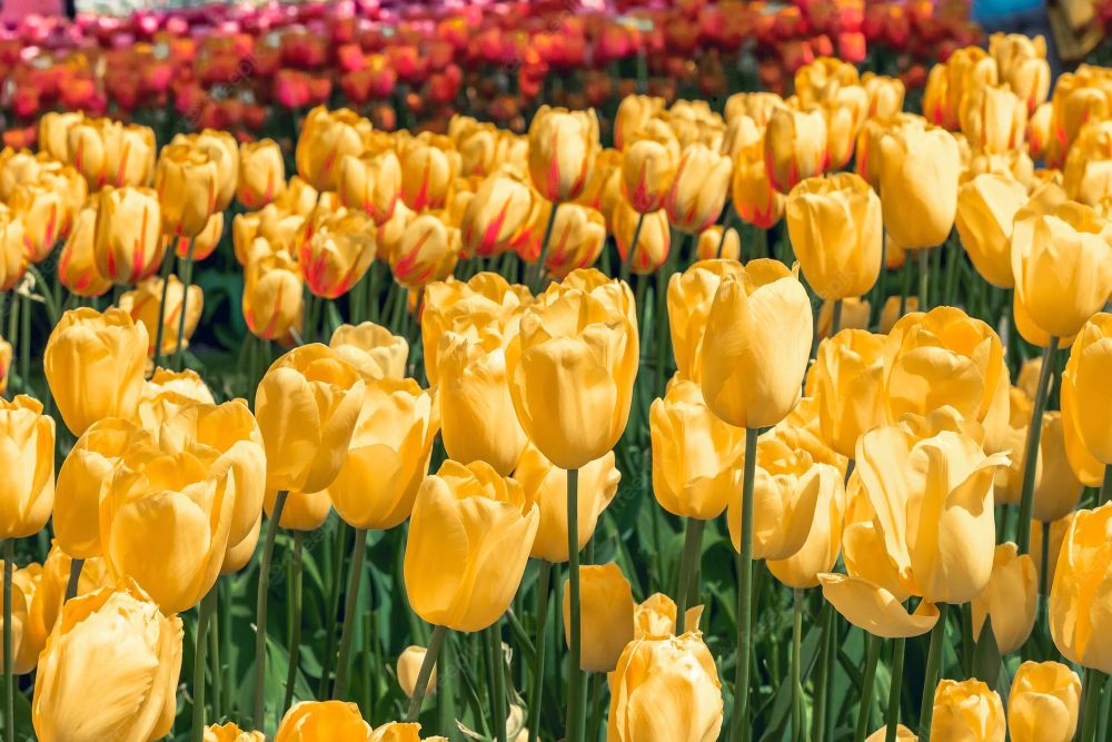 Chiêm ngưỡng vẻ đẹp hoa tulip ở Hà Lan 2