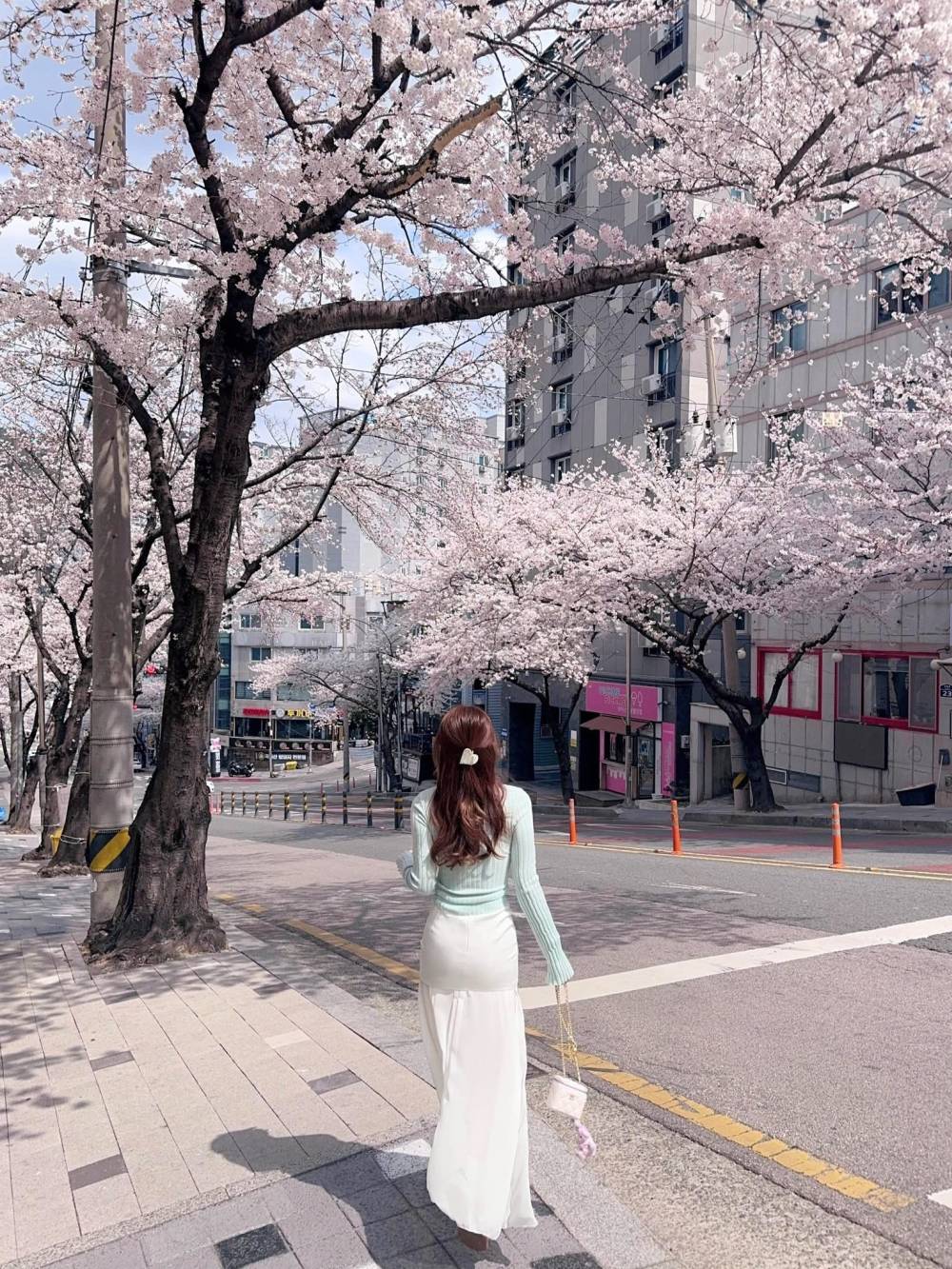 Hoa anh đào Hàn Quốc 2026 nở từ cuối tháng 3 ảnh 5