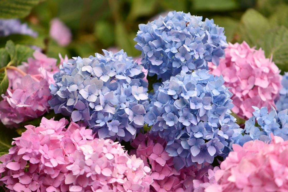 Khám phá các mùa hoa quyến rũ khi du lịch Nhật Bản hè 2023 1