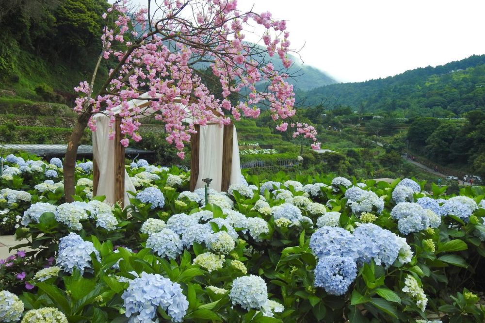 Khám phá các mùa hoa quyến rũ khi du lịch Nhật Bản hè 2023 2