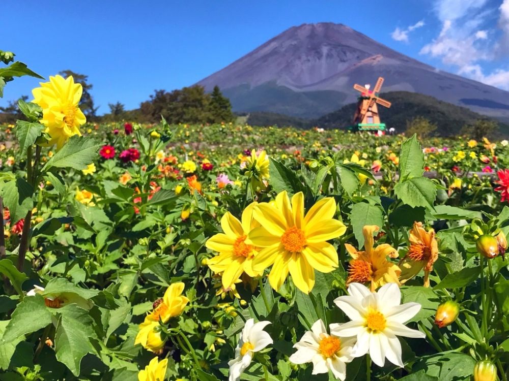 Khám phá các mùa hoa quyến rũ khi du lịch Nhật Bản hè 2023 9