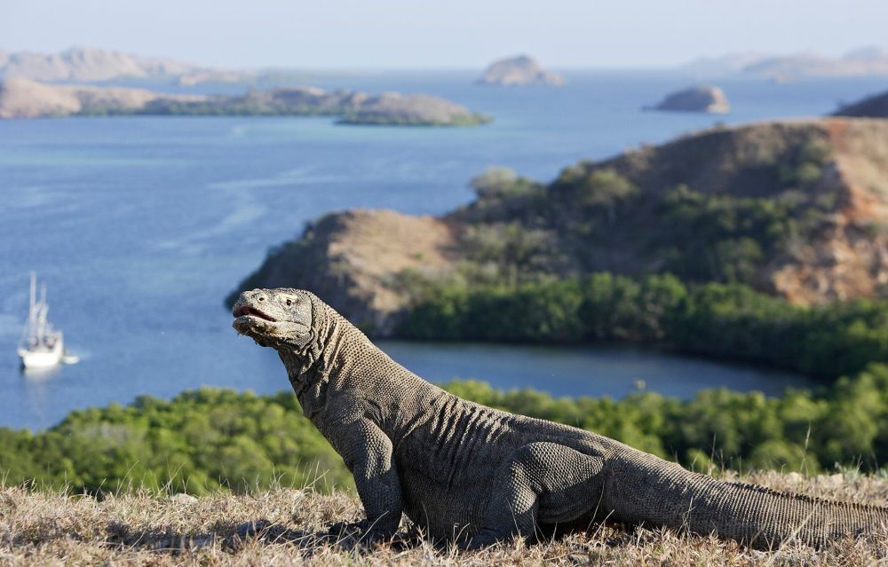 Khám phá đảo rồng Komodo báu vật của Indonesia - Ảnh 1
