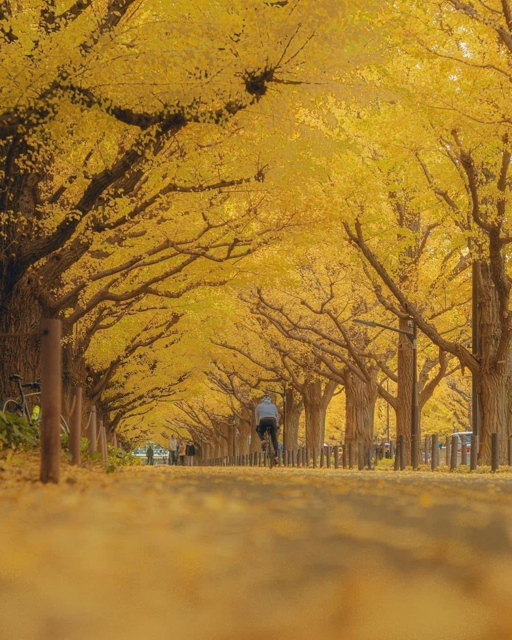 Khám phá vẻ đẹp mộng mơ của mùa thu Nhật Bản 7