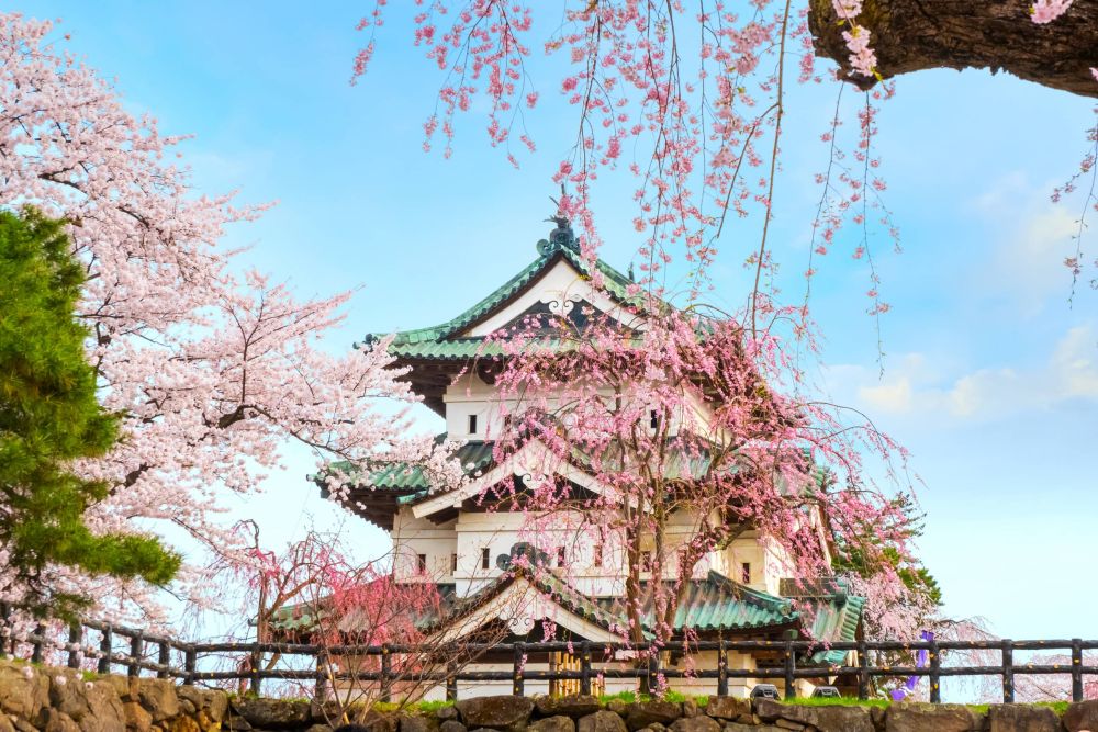 Loạt địa điểm ngắm hoa anh đào không thể đẹp hơn ở Nhật - Ảnh 2