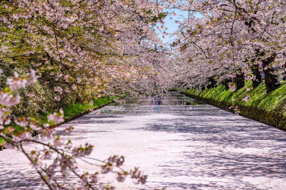 Loạt địa điểm ngắm hoa anh đào không thể đẹp hơn ở Nhật - Ảnh 3